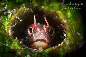 litle blenny in Home, el Jardin Acapulco by Alejandro Topete 